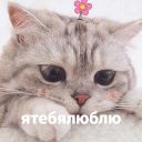 Набор стикеров «котики и мы»